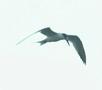 Sandwich Tern