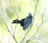 Smooth-billed Ani